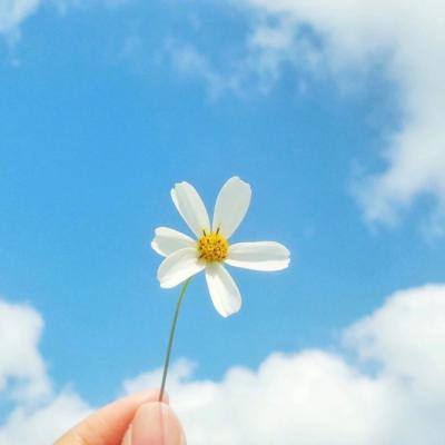 开元棋脾下载手机版